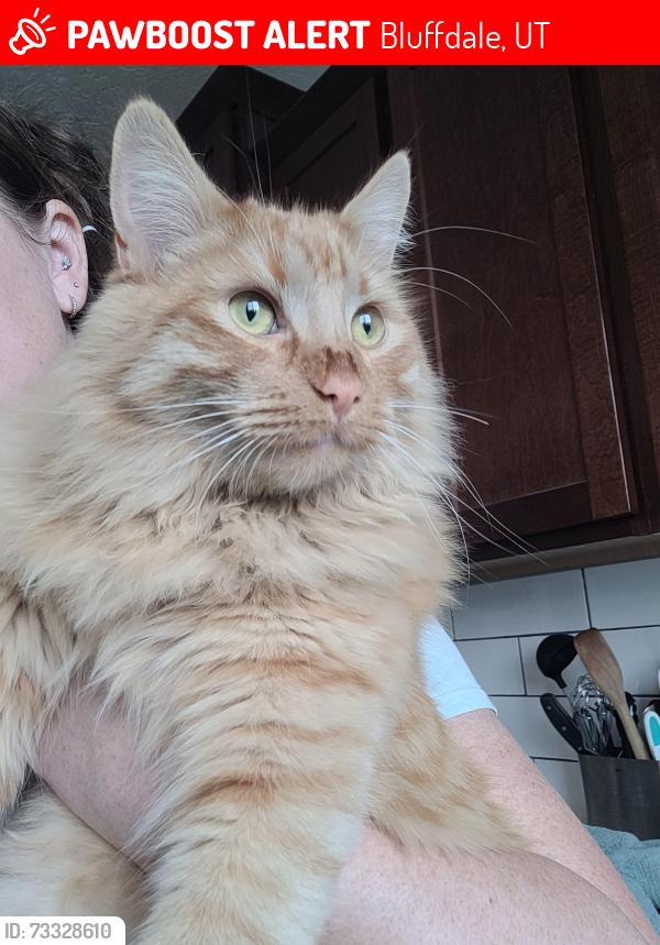 Lost Male Cat last seen Fat Cats, Bluffdale, UT 84065
