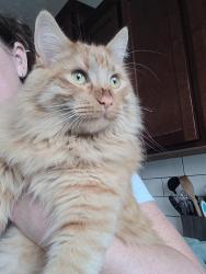 Lost Male Cat last seen Fat Cats, Bluffdale, UT 84065