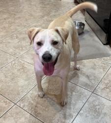 Reunited Male Dog last seen Deer Creek and McArthur, Edmond, OK 73013