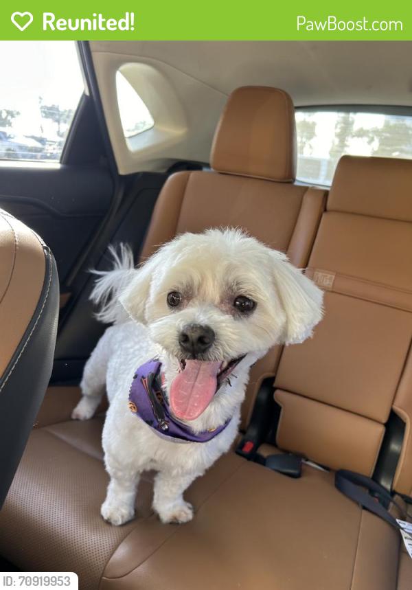 Reunited Male Dog last seen Meyer rd, Whittier, CA 90604