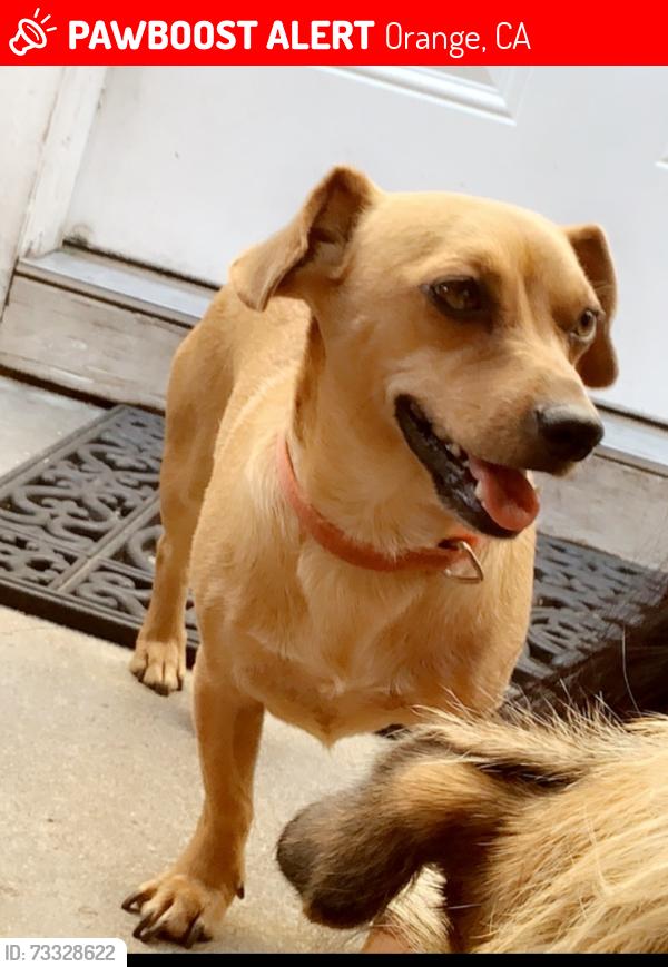 Lost Male Dog last seen Hewes and esplanade, Orange, CA 92869