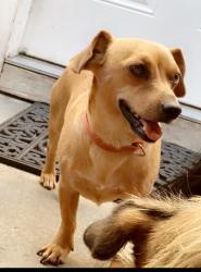 Lost Male Dog last seen Hewes and esplanade, Orange, CA 92869