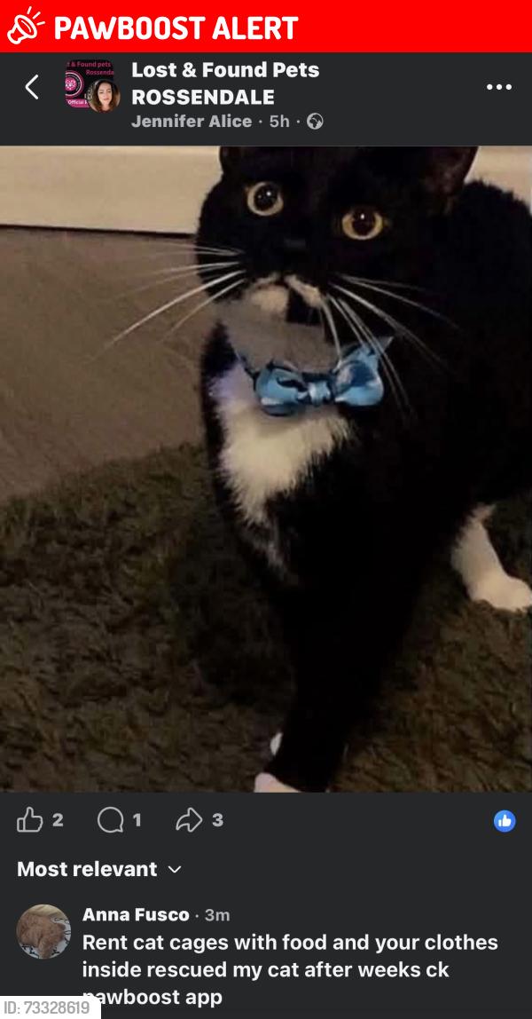 Lost Male Cat last seen Heasanford primary school, Lancashire, England BB10 3EP