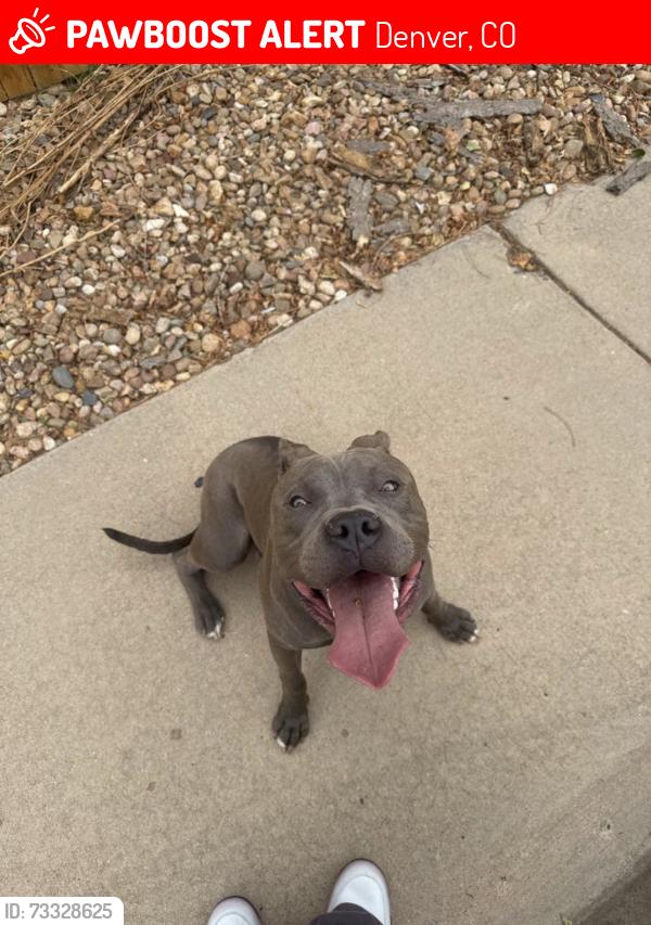 Lost Male Dog last seen Jebel st Denver co, Denver, CO 80249