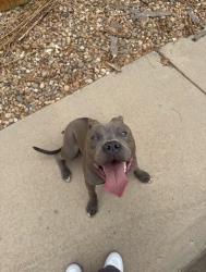 Lost Male Dog last seen Jebel st Denver co, Denver, CO 80249