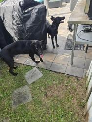 Found/Stray Male Dog last seen Singleton circle, Letohatchee, Panama City, FL 32404