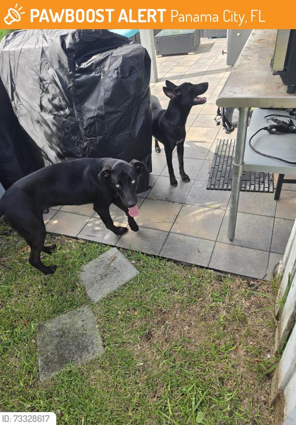 Found/Stray Male Dog last seen Singleton circle, Letohatchee, Panama City, FL 32404