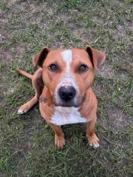Lost Male Dog last seen Browntown road, Bishopville, SC 29010