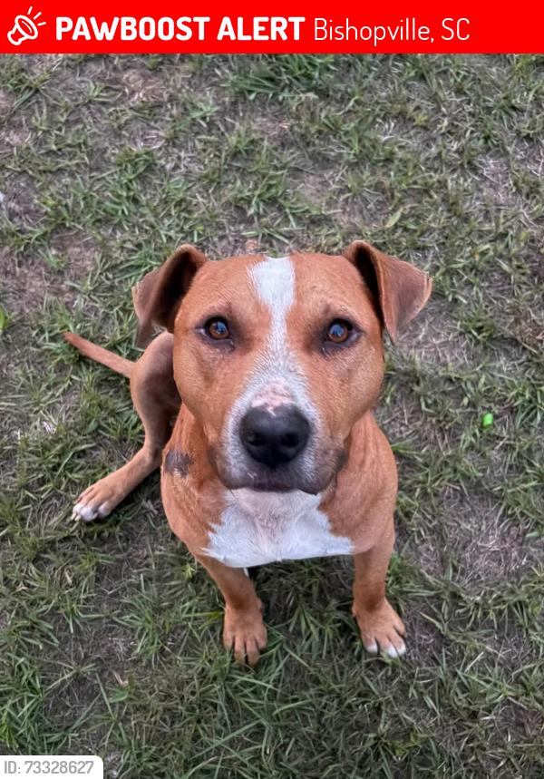 Lost Male Dog last seen Browntown road, Bishopville, SC 29010