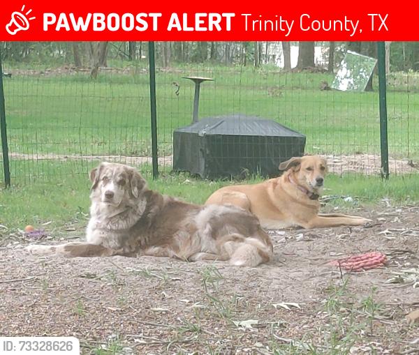 Lost Female Dog last seen Highway 19, Trinity, TX 75862