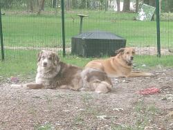 Lost Female Dog last seen Highway 19, Trinity, TX 75862