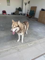 Lost Male Dog last seen Near Chalk Maple Dr, The Perserves at Thousand Oaks, Killeen, TX 76542