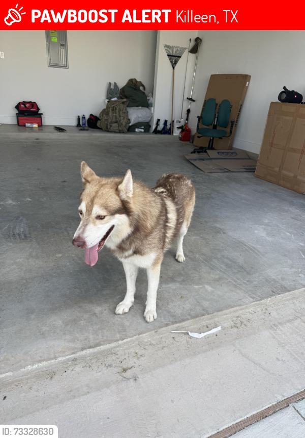 Lost Male Dog last seen Near Chalk Maple Dr, The Perserves at Thousand Oaks, Killeen, TX 76542