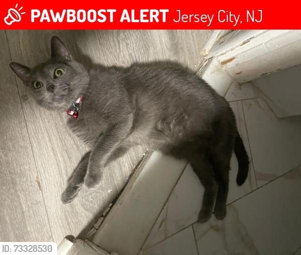 Lost Male Cat last seen Armstrong ave, Jersey City, NJ 07305