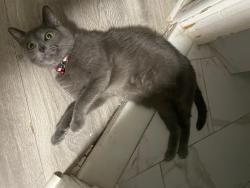 Lost Male Cat last seen Armstrong ave, Jersey City, NJ 07305