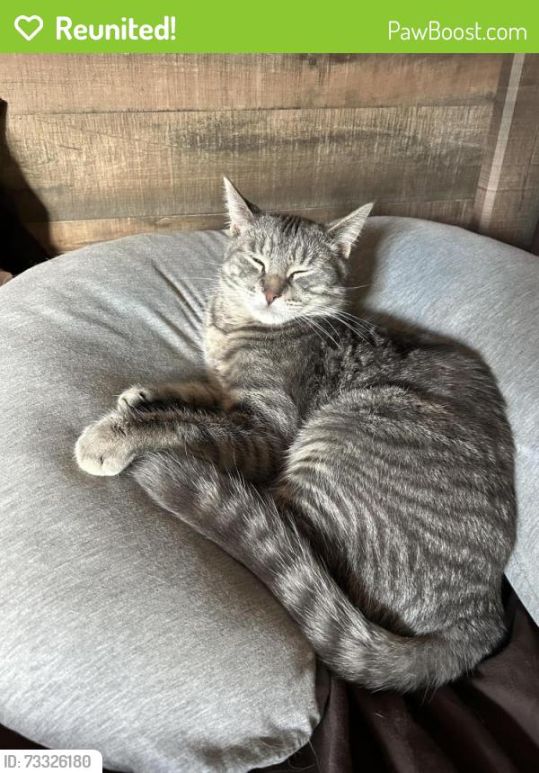 Reunited Male Cat last seen Woolridge, Riverview, NB 
