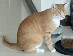 Reunited Male Cat last seen Drew st and Hillcrest Dr, Clearwater, FL 33755