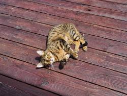 Lost Female Cat last seen Cleveland Ave., Santa Cruz, CA 95060