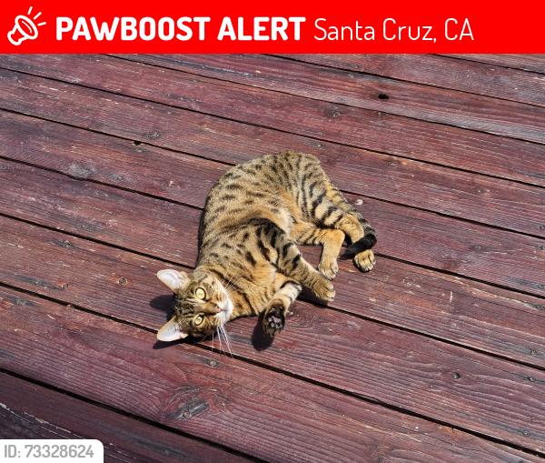 Lost Female Cat last seen Cleveland Ave., Santa Cruz, CA 95060