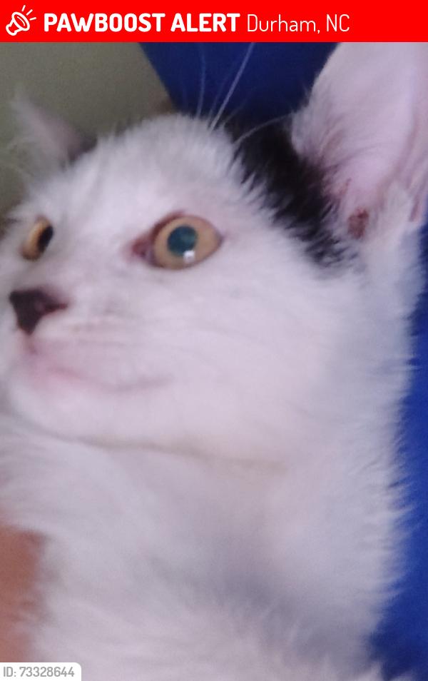 Lost Female Cat last seen Corinth lane, Durham, NC 27704