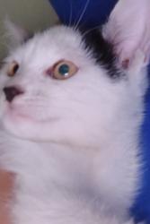 Lost Female Cat last seen Corinth lane, Durham, NC 27704