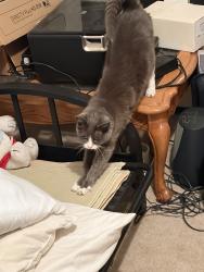 Lost Female Cat last seen Dickinson Park, Portland, OR 97219