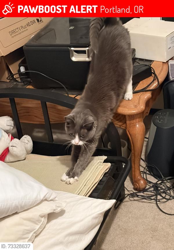 Lost Female Cat last seen Dickinson Park, Portland, OR 97219