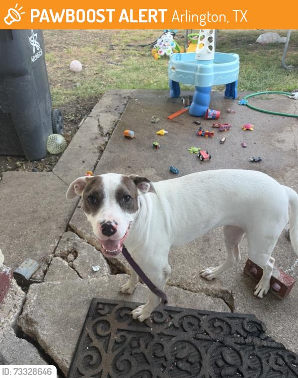 Found/Stray Female Dog last seen Richmond dr, Arlington, TX 76014