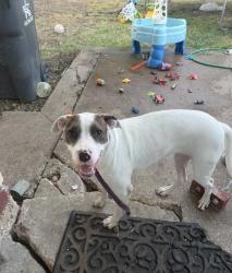Found/Stray Female Dog last seen Richmond dr, Arlington, TX 76014