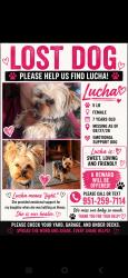 Lost Female Dog last seen Bandini, Riverside, CA 92504