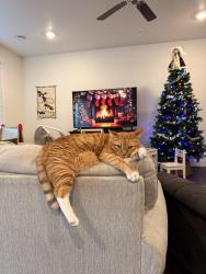 Reunited Male Cat last seen Cole and Lake Hazel, Boise, ID 83709