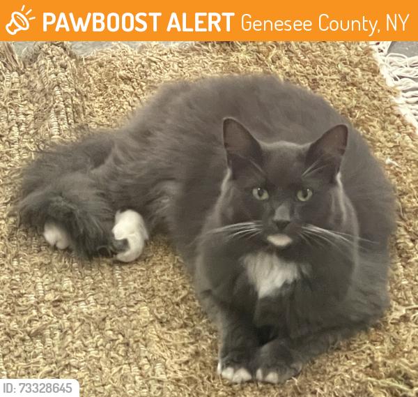 Found/Stray Male Cat last seen Buckley Road LeRoy, Genesee County, NY 14482