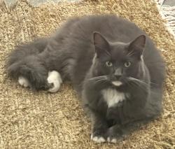 Found/Stray Male Cat last seen Buckley Road LeRoy, Genesee County, NY 14482