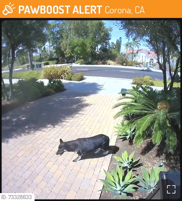 Found/Stray Unknown Dog last seen Chase Drive between Sunrisa and Hudson, Corona, CA 92881