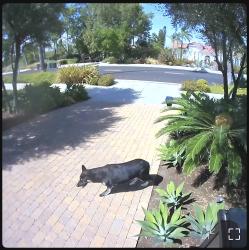 Found/Stray Unknown Dog last seen Chase Drive between Sunrisa and Hudson, Corona, CA 92881
