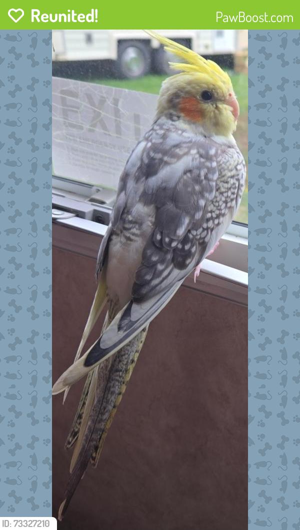 Reunited Male Bird last seen Royal blvd and Thomas st, Green Bay, WI 54303