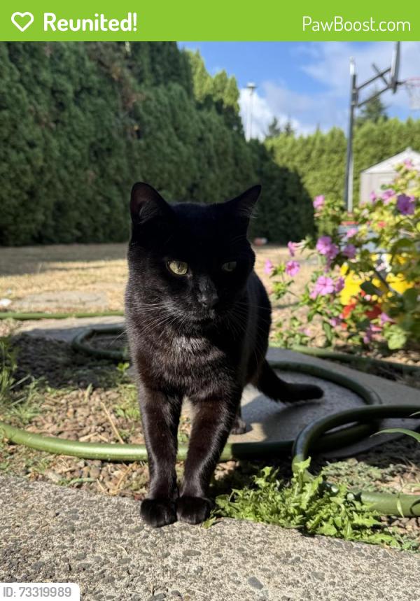 Reunited Male Cat last seen Olimpia, Vancouver, WA 98683
