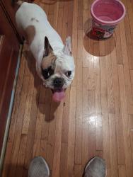 Reunited Female Dog last seen SW 76 Avenue and 21 Street Miami 33155, Coral Terrace, FL 33155