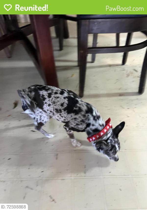Reunited Female Dog last seen Arlington, TX 76014, USA, Arlington, TX 76014