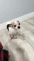 Found/Stray Male Dog last seen Aurora alameda, Aurora, CO 80011