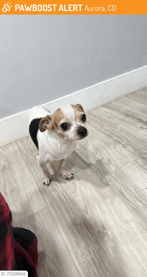 Found/Stray Male Dog last seen Aurora alameda, Aurora, CO 80011