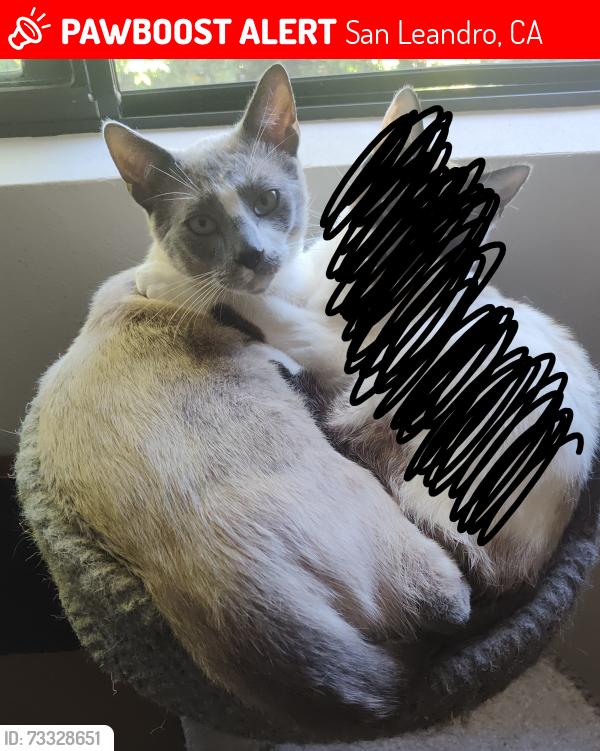 Lost Male Cat last seen Chevron, Fremont ave, San Leandro, CA 94578