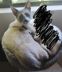 Lost Male Cat last seen Chevron, Fremont ave, San Leandro, CA 94578