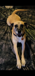 Lost Female Dog last seen Clearacre Ln, Mccarran and Northtown Ln, Reno, NV 89512
