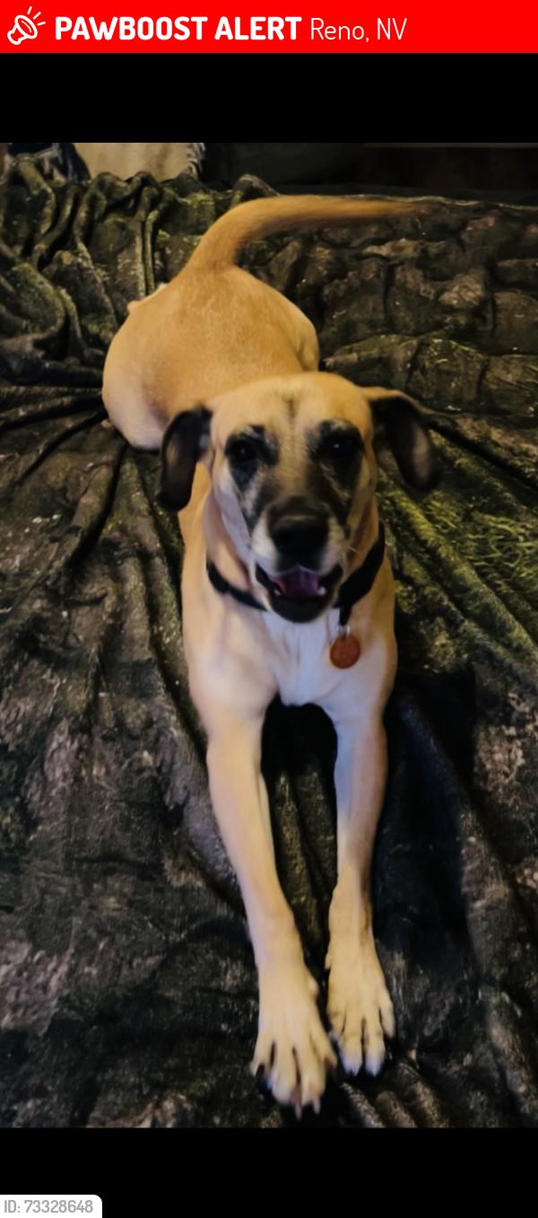 Lost Female Dog last seen Clearacre Ln, Mccarran and Northtown Ln, Reno, NV 89512
