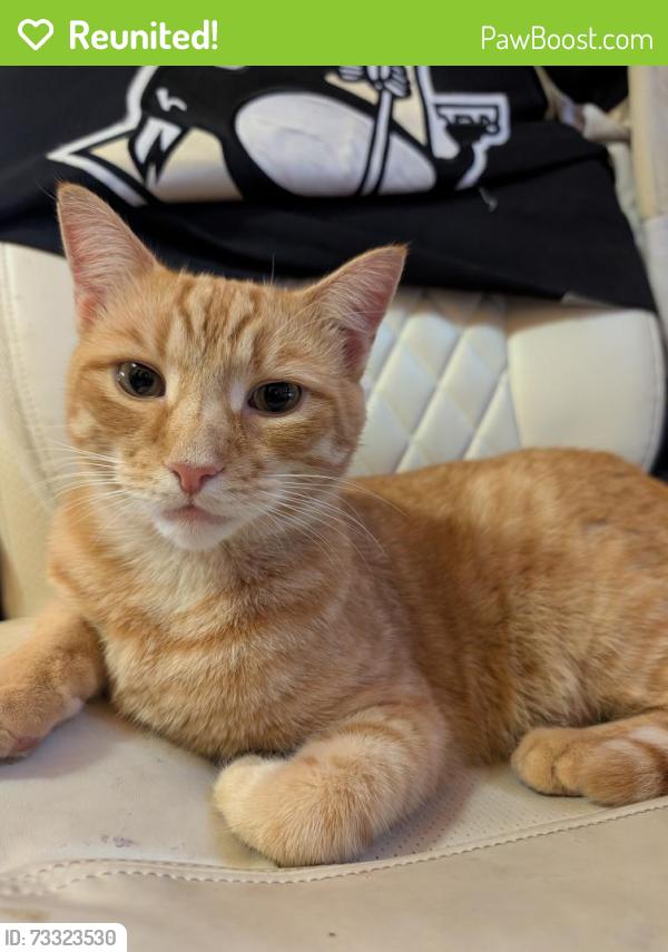 Reunited Male Cat last seen McMillen street and Dewey avenue are the furthest he goes outside, Bridgeville, PA 15017