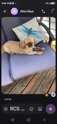 Lost Male Dog last seen Yodel & Deer valley, Otis, OR 97368