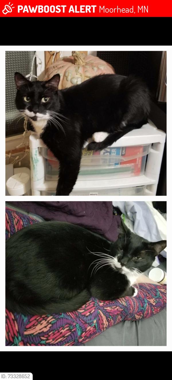 Lost Male Cat last seen South of Romney park, Moorhead, MN 56560