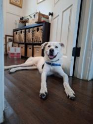 Shelter Stray Male Dog last seen Near Sea Aire Drive, Charleston County, SC, 2455 Remount Rd, North Charleston, SC 29406, USA