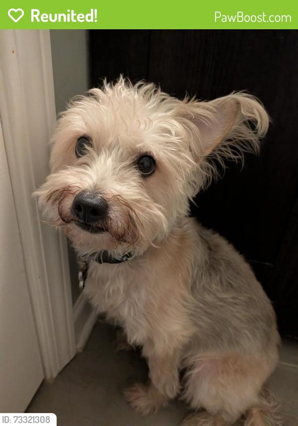 Reunited Unknown Dog last seen Foster & Kenmore, Chicago, IL 60640